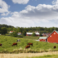 old rural country-side with red farms and cattle